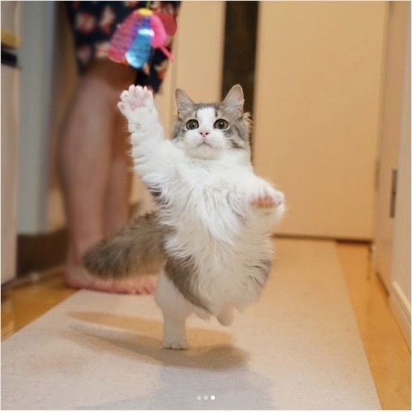 全力ニャンコ