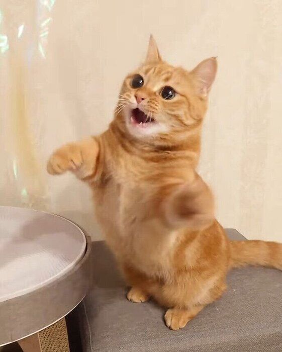 おもちゃで遊ぶマンチカン