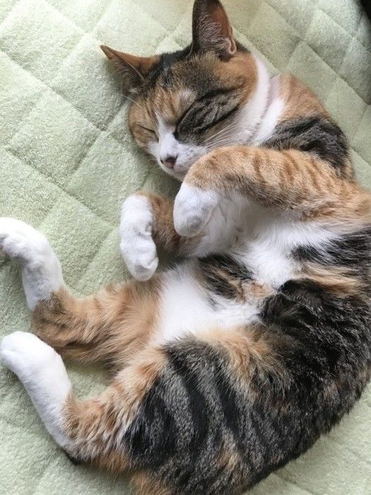 お昼寝中の三毛猫