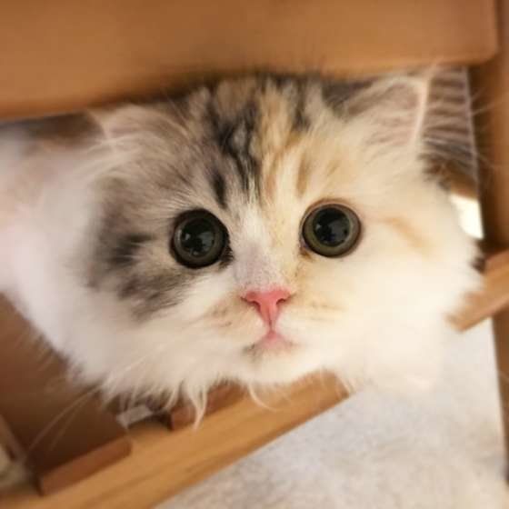 スコティッシュフォールド・ロングヘア いくらちゃん