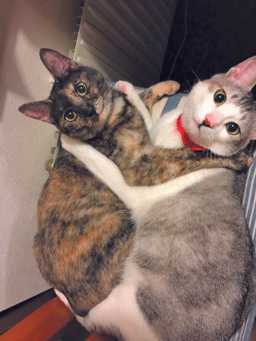画像/ねこのきもち2019年11月号「保護猫ストーリー」