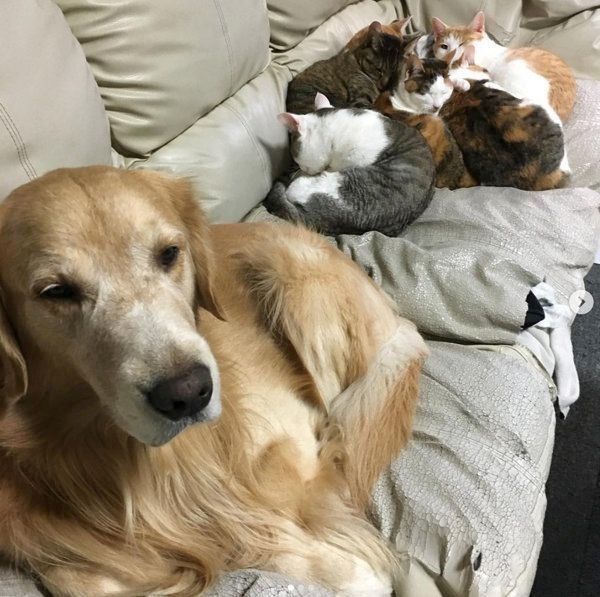 猫団子