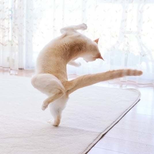 ガッツポーズに見えるチャコたん