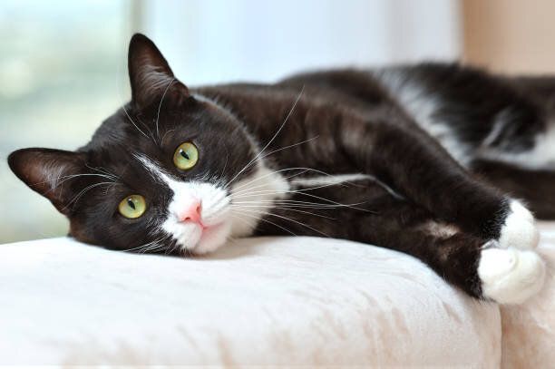 明るい部屋のソファで休む猫