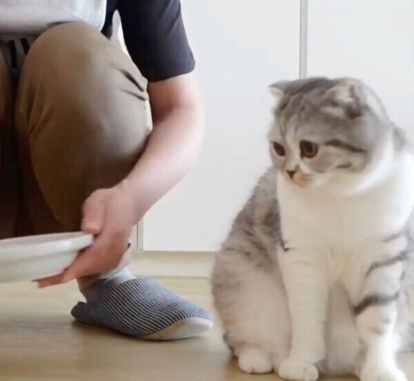 お皿を見つめるぐうちゃん