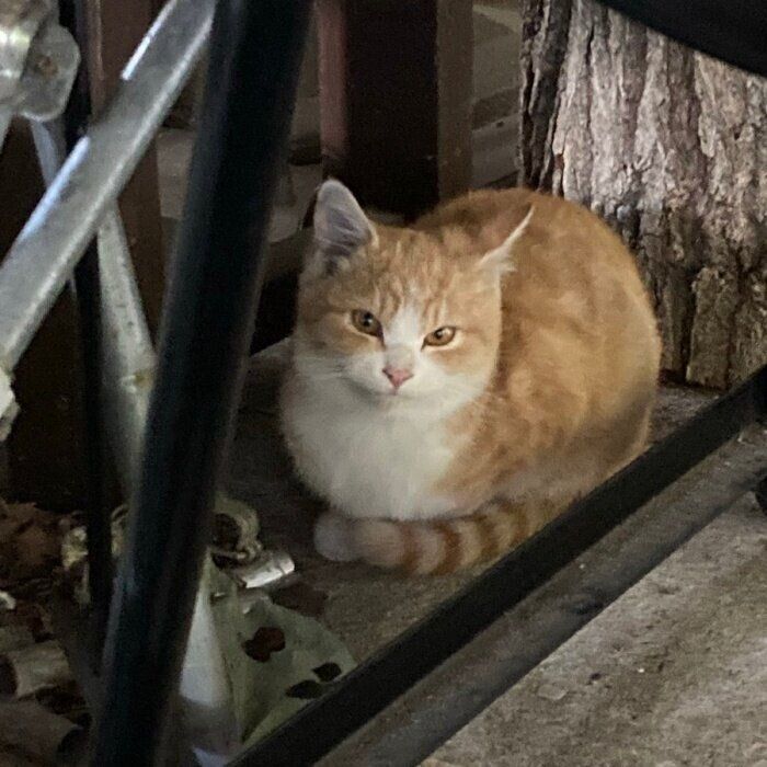 生存率1%以下、安楽死の選択も…　保護した子猫に重病が発覚　壮絶な闘病生活の末に起こった奇跡とは？｜ねこのきもちWEB MAGAZINE