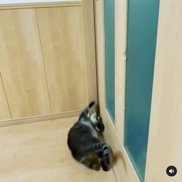パパさんの仕事部屋に入りたい小豆ちゃん