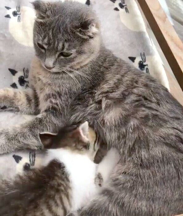 ころんちゃんのおっぱいを探すねんねちゃん