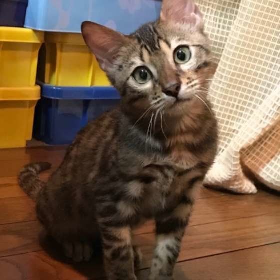 首をかしげるベンガル