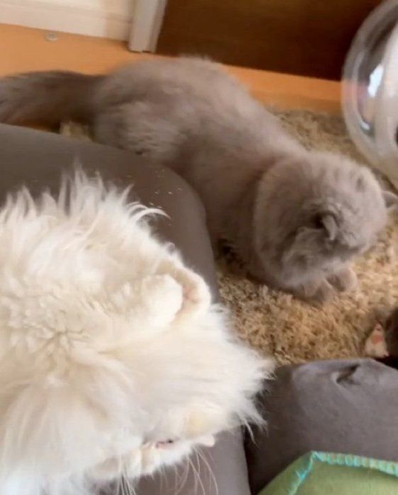 酔っ払う猫