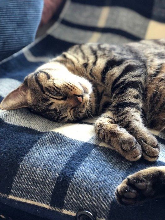 ぐっすり眠るキジトラ