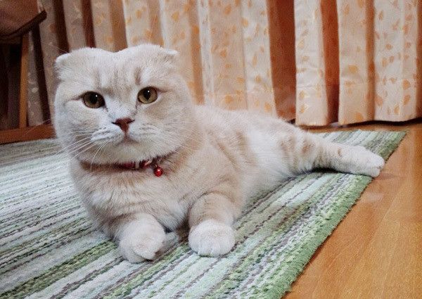 見つめる猫