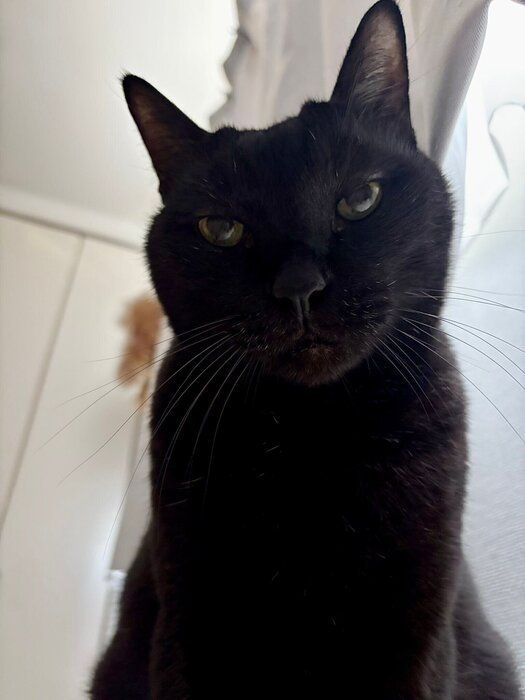 飼い主を見つめる猫