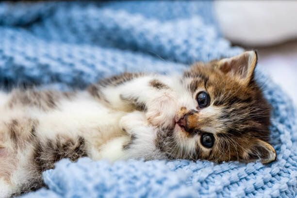 青い毛布の上でリラックスしているかわいいタビー子猫は、カメラを見て青い目を大きく開いています。クローズアップ。