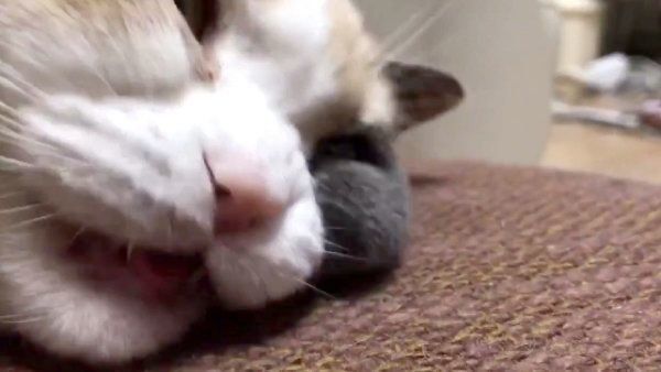 「やめて」と言っているかのような猫
