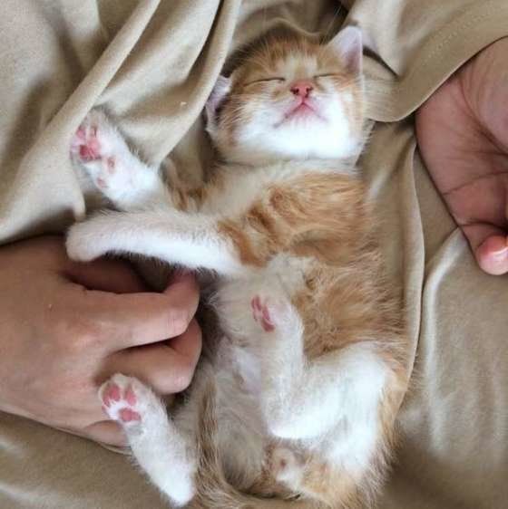 飼い主さんの膝の上でくつろぐ茶トラ