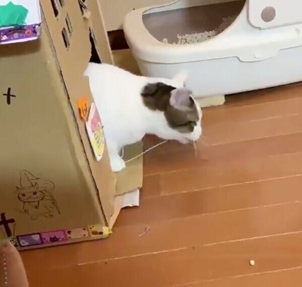 猫じゃらしをくわえる豆大福ちゃん