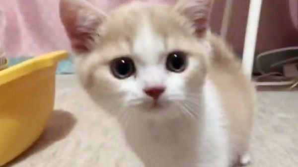 家に来た日のてんぷらちゃん