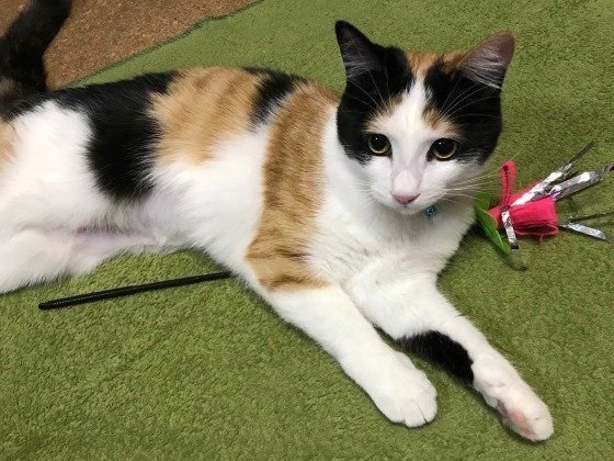 見つめる猫