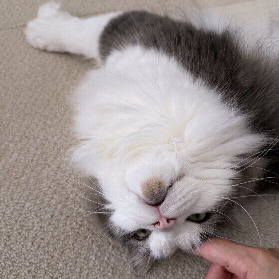 ミックスのラフくん