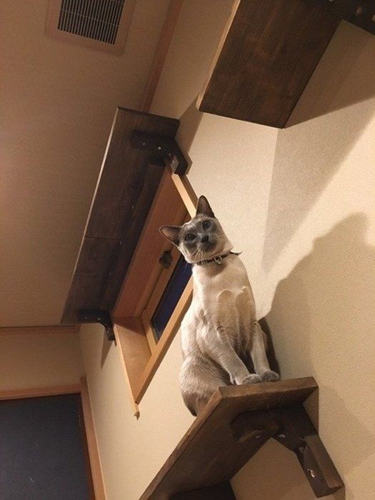 チューバ―