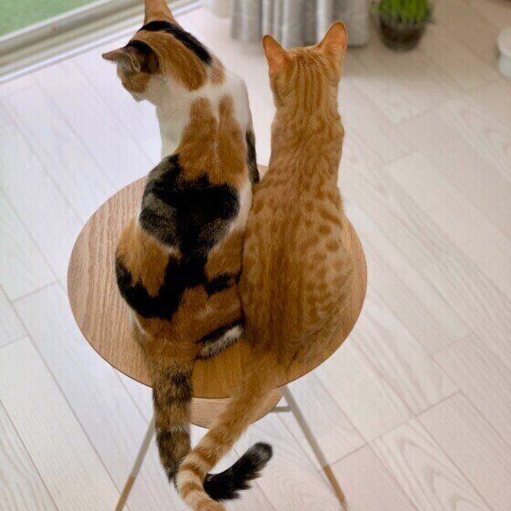 ミケ・つばきちゃんと同居猫のふたりのしっぽ