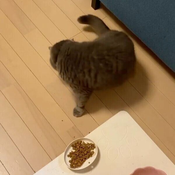 カリカリの食べ方が独特すぎるぺーちゃん