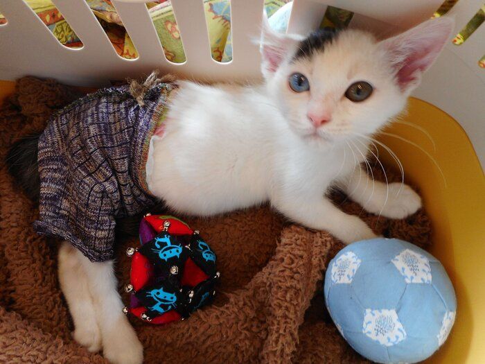 今は亡き愛猫・ポワンちゃん