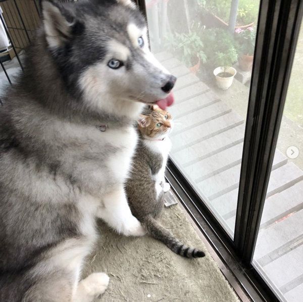 猫とハスキーの日常