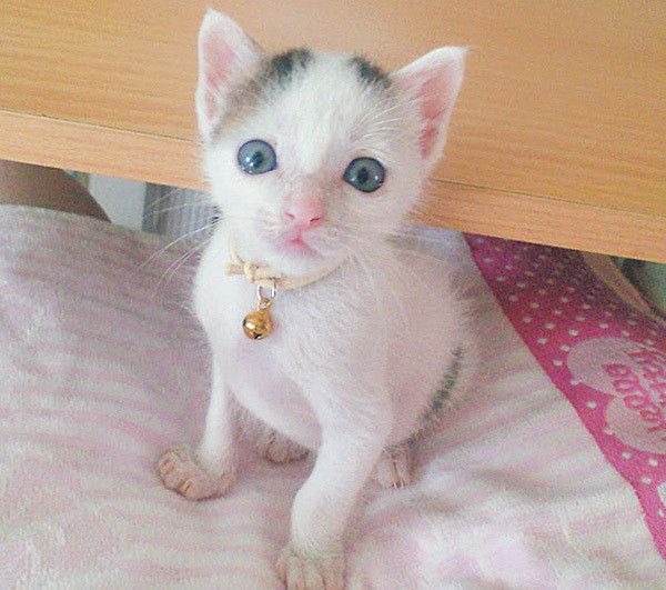 見つめる子猫