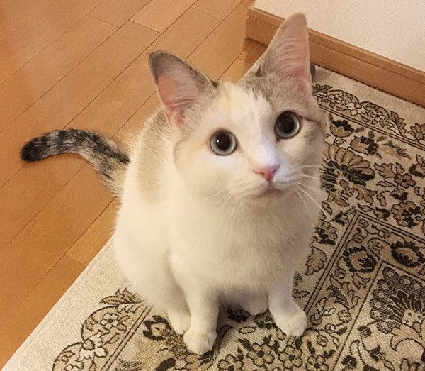 あおいちゃん