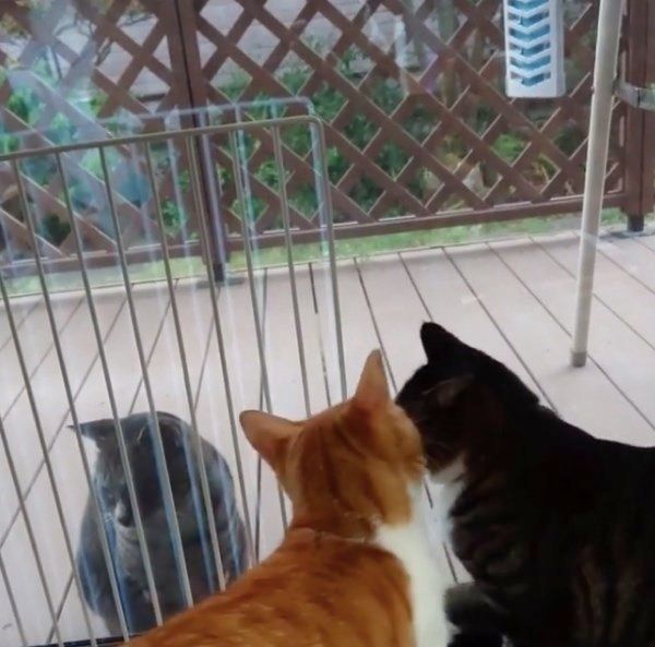 野良猫が気になるアオちゃんとレオくん