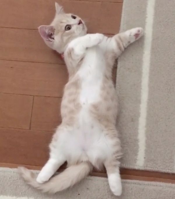 変身ポーズをする猫