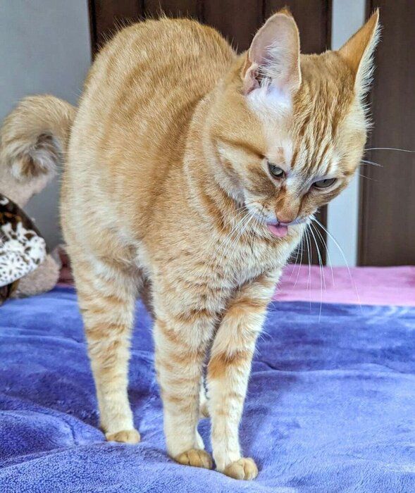 のびをするぷりんちゃん