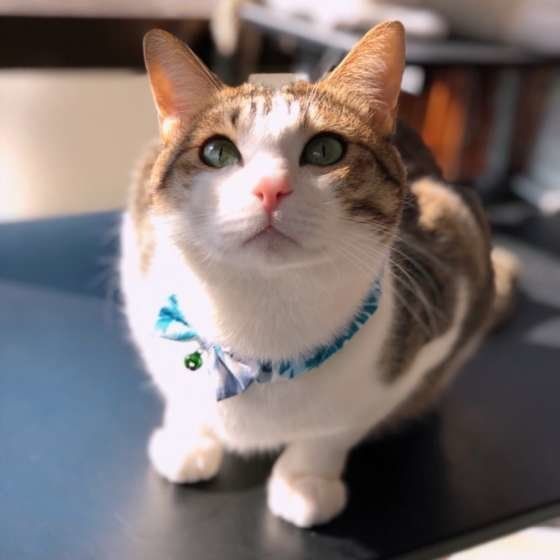 見つめる猫