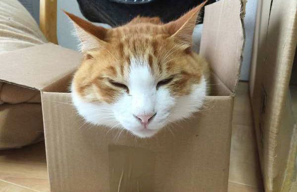 眠る猫