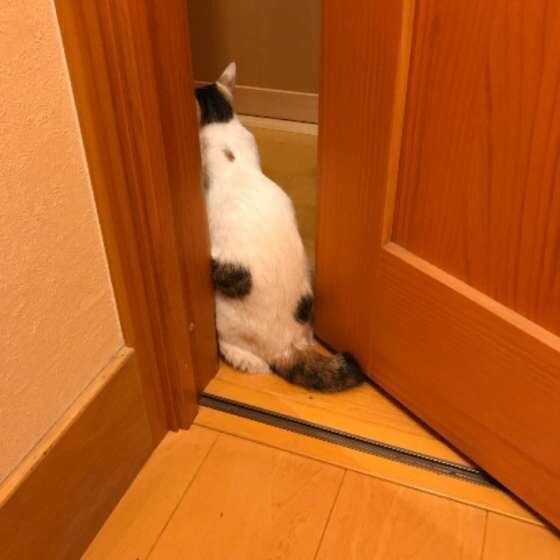 ドアの間に居座る猫(MIX、メス)