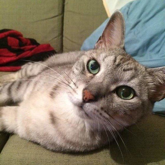 見つめる猫