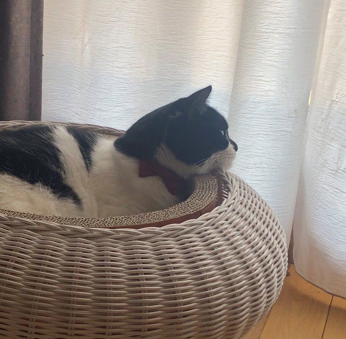 画像/ねこのきもち編集室