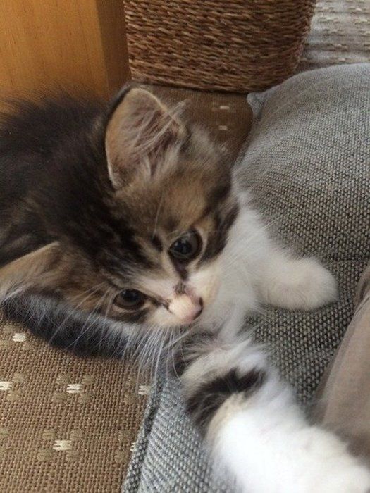 ねこのきもち投稿写真ギャラリー