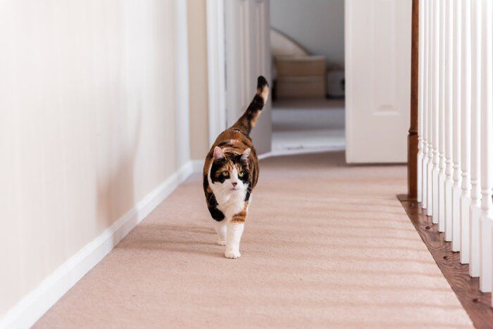 画像/iStock、Getty Images Plus