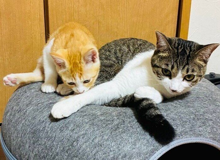 寄り添いあうのんちゃんとなーちゃん