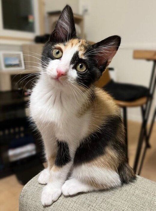 じーっと見つめる、てぃらのちゃん。