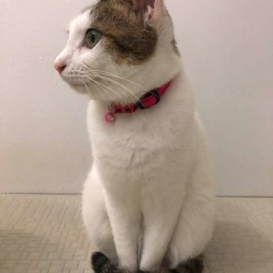 お座りする猫