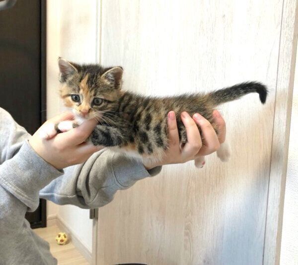 子猫時代のぴーちゃん