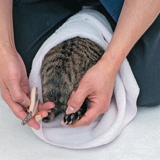 タオルにくるまれて保定される猫