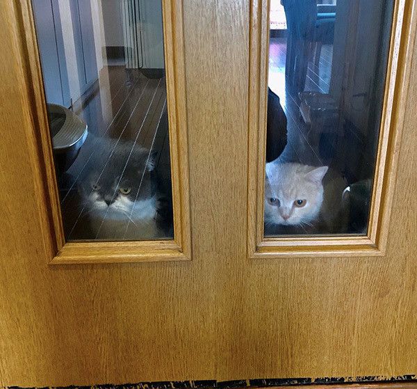 2匹のブリティッシュショートヘア