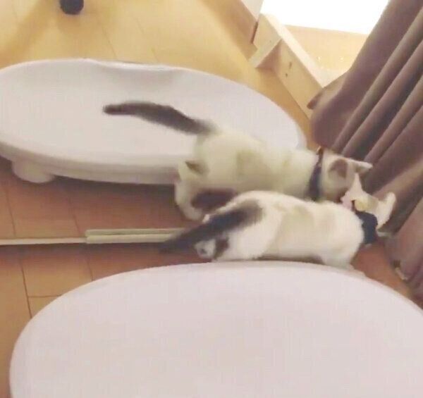 鏡が気になるはにまるくん