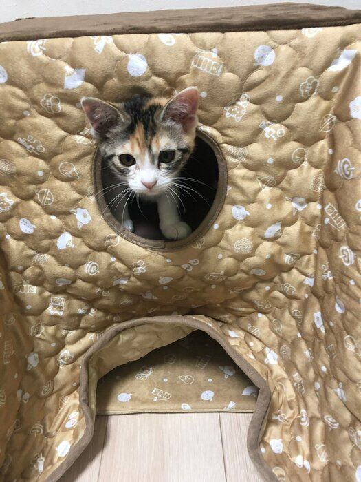 生後約3カ月の猫