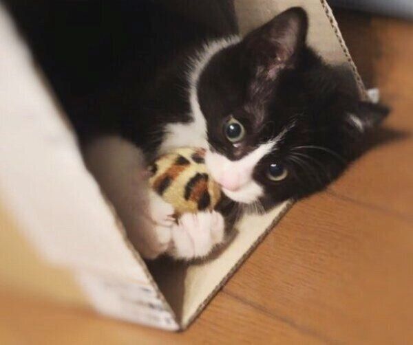 ボールが大好きなめいくん